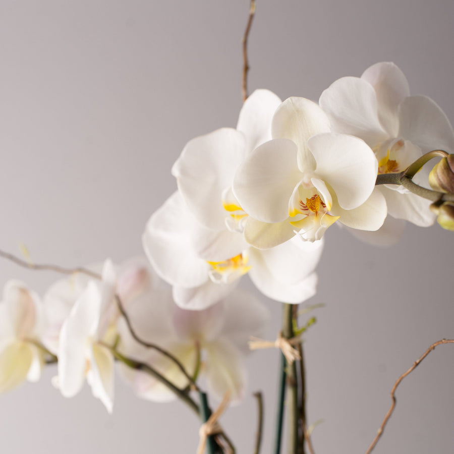 Floral consultations