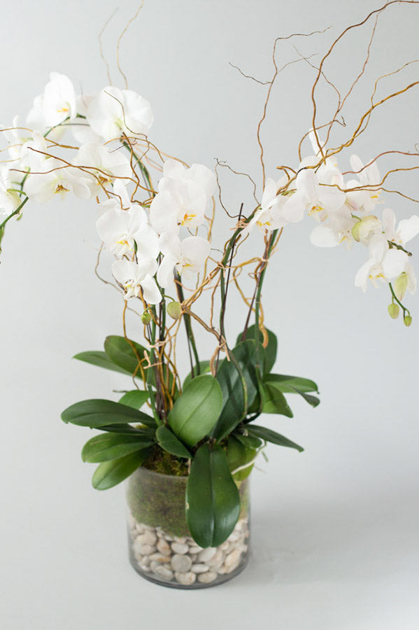 Deluxe White Orchid