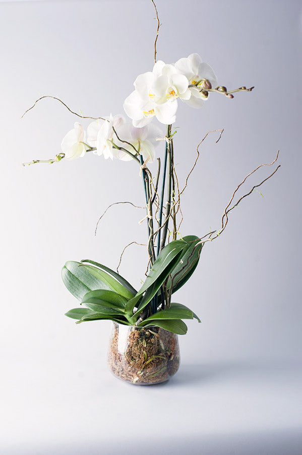 Double Stem Orchid