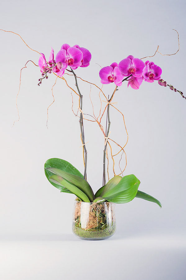 Magenta Orchid