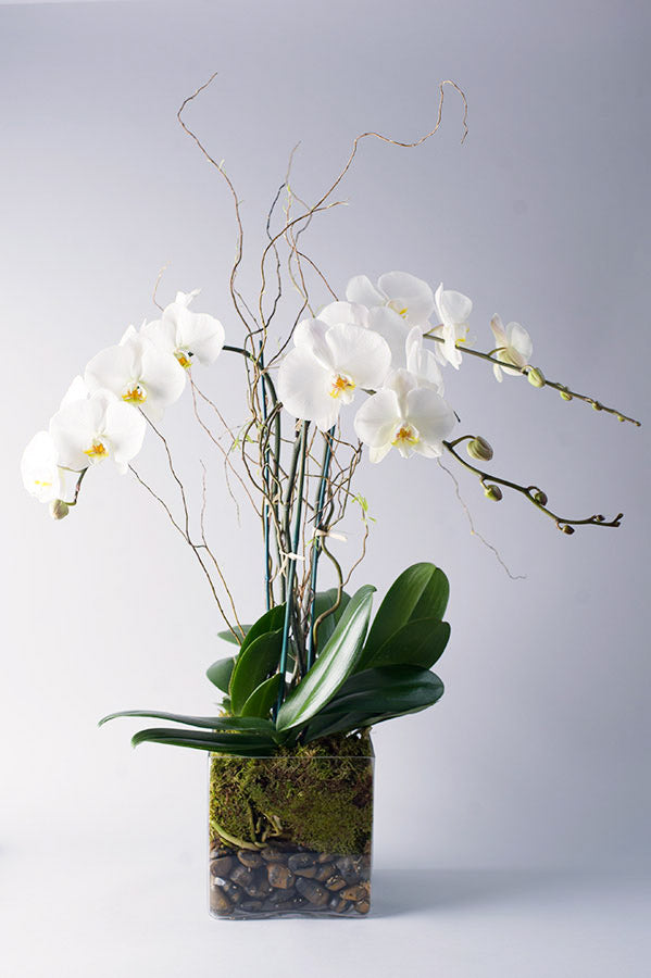 Triple Stem Orchid